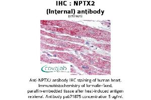 Image no. 1 for anti-Neuronal Pentraxin II (NPTX2) (Internal Region) antibody (ABIN1737482) (NPTX2 Antikörper  (Internal Region))