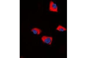 Immunofluorescent analysis of FUK staining in NIH3T3 cells.