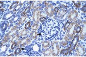 Immunohistochemical staining (Formalin-fixed paraffin-embedded sections) of human kidney with ACCN3 polyclonal antibody  at 4-8 ug/mL working concentration. (ASIC3 Antikörper  (N-Term))