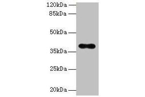 Western blot All lanes: OGG1 antibody at 6 μg/mL + Hela whole cell lysate Secondary Goat polyclonal to rabbit IgG at 1/10000 dilution Predicted band size: 39, 37, 46, 48, 40, 23, 41 kDa Observed band size: 39 kDa (OGG1 Antikörper  (AA 1-345))