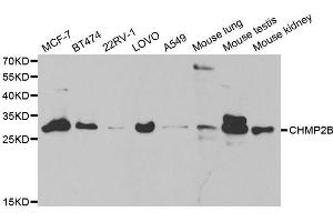 Western blot analysis of extracts of various cell lines, using CHMP2B antibody. (CHMP2B Antikörper  (AA 1-213))