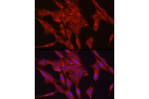 Immunofluorescence (IF) image for anti-Glutathione Peroxidase 4 (GPX4) (AA 30-197) antibody (ABIN3015730)