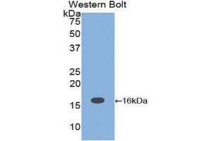 Detection of Recombinant IL16, Rat using Polyclonal Antibody to Interleukin 16 (IL16) (IL16 Antikörper  (AA 1204-1323))