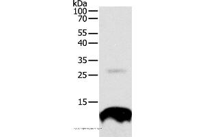 Western blot analysis of 293T cell, using TNFRSF12A Polyclonal Antibody at dilution of 1:300 (TNFRSF12A Antikörper)