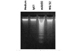 Image no. 2 for anti-HLA-A1 antibody (ABIN786685) (HLA-A1 Antikörper)