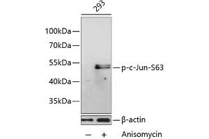 Western blot analysis of extracts of 293 cells, using Phospho-c-Jun-S63 antibody (ABIN3023570, ABIN3023571, ABIN3023572 and ABIN6225413) at 1:1000 dilution.