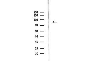anti-CAMP Responsive Element Binding Protein 3-Like 1 (CREB3L1) (N-Term) antibody