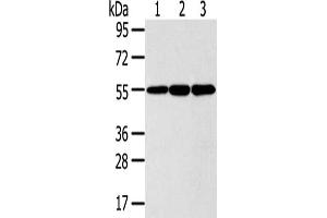 Gel: 8 % SDS-PAGE,Lysate: 40 μg,Lane 1-3: 293T cells, LO2 cells, Lovo cells,Primary antibody: ABIN7191125(ISM2 Antibody) at dilution 1/300 dilution,Secondary antibody: Goat anti rabbit IgG at 1/8000 dilution,Exposure time: 5 seconds (Isthmin 2 Antikörper)