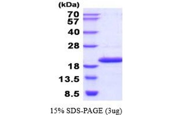 NME4 Protein (AA 33-187) (His tag)