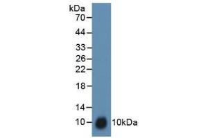 Detection of TFF3 in Rat Uterus Tissue using Polyclonal Antibody to Trefoil Factor 3 (TFF3) (TFF3 Antikörper  (AA 23-81))