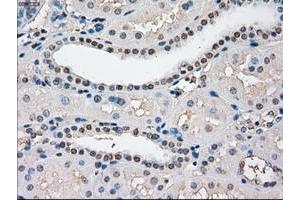 Image no. 1 for anti-P450 (Cytochrome) Oxidoreductase (POR) antibody (ABIN1497744) (POR Antikörper)