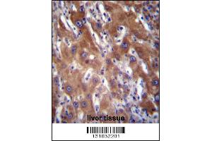 GNE Antibody immunohistochemistry analysis in formalin fixed and paraffin embedded human liver tissue followed by peroxidase conjugation of the secondary antibody and DAB staining. (GNE Antikörper  (N-Term))