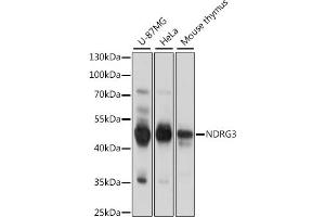 Western blot analysis of extracts of various cell lines, using NDRG3 antibody (ABIN7268836) at 1:1000 dilution. (NDRG3 Antikörper  (AA 184-363))