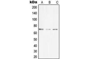 Western blot analysis of CLIP4 expression in THP1 (A), SP2/0 (B), H9C2 (C) whole cell lysates.