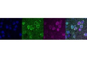 Immunohistochemistry (IHC) image for anti-Purkinje Cell Protein 4 (PCP4) antibody (ABIN7456266) (PCP4 Antikörper)
