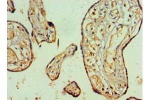 Immunohistochemistry of paraffin-embedded human placenta tissue using ABIN7161554 at dilution of 1:100 (NAB2 Antikörper  (AA 1-200))