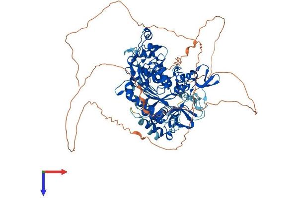 DNMT3B Protein (AA 1-853) (His tag)