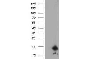 Image no. 1 for anti-Cystatin C (CST3) antibody (ABIN1497753) (CST3 Antikörper)