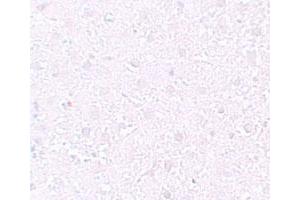 Immunohistochemical staining of rat liver cells with MEOX1 polyclonal antibody  at 10 ug/mL.