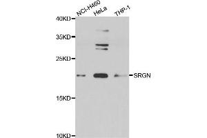 Western blot analysis of extracts of various cell lines, using SRGN antibody. (SRGN Antikörper)