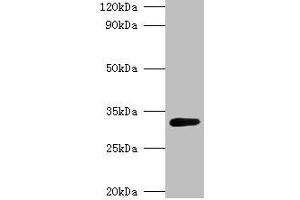 Western blot All lanes: glsA1 antibody at 2 μg/mL + DH5a whole cell lysate Secondary Goat polyclonal to rabbit IgG at 1/10000 dilution Predicted band size: 33 kDa Observed band size: 33 kDa (glsA1 Antikörper  (AA 1-310))