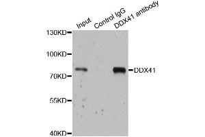 Immunoprecipitation analysis of 200 μg extracts of 293T cells using 1 μg DDX41 antibody (ABIN5973951). (DDX41 Antikörper)