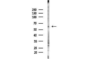 Western blot analysis of lysates from PC12 cells(starvation 24h treatment), using PCTK2 Antibody at 1/1000 dilution.
