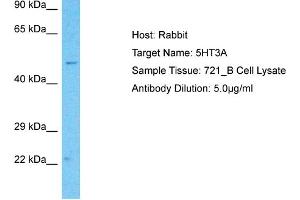 Western Blotting (WB) image for anti-Serotonin Receptor 3A (HTR3A) (N-Term) antibody (ABIN2792275)
