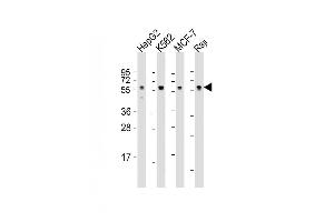 Lane 1: HepG2 Cell lysates, Lane 2: K562 Cell lysates, Lane 3: MCF-7 Cell lysates, Lane 4: Raji Cell lysates, probed with MPIP3 (1535CT627. (CDC25C Antikörper)