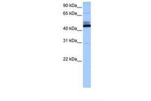 Image no. 1 for anti-Chromosome 15 Open Reading Frame 27 (C15orf27) (AA 226-275) antibody (ABIN6739377) (C15orf27 Antikörper  (AA 226-275))