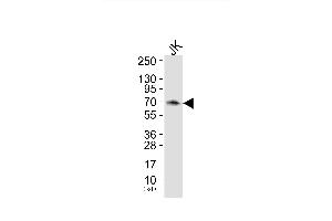 Western blot analysis of extracts from JK cells (Lane 2), using SH-PTP2 Antibody. (PTPN11 Antikörper)