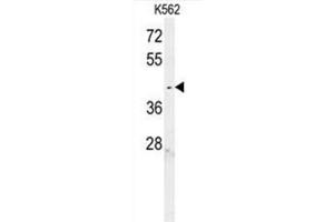 C6orf58 Antibody (Center) western blot analysis in K562 cell line lysates (35µg/lane). (C6ORF58 Antikörper  (Middle Region))