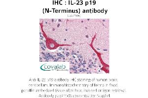 Image no. 2 for anti-Interleukin 23, alpha subunit p19 (IL23A) antibody (ABIN1735879) (IL23A Antikörper)