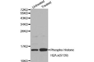 Western blot analysis on Jurkat cell lysates using Phospho-Histone H2A. (H2AFX Antikörper  (pSer139))
