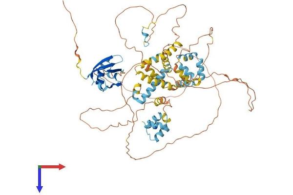 Ubiquilin 3 Protein (UBQLN3) (AA 1-655) (His tag)