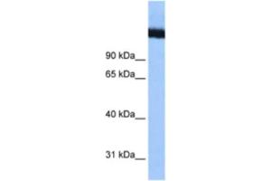 Western Blotting (WB) image for anti-DEAD (Asp-Glu-Ala-Asp) Box Polypeptide 42 (DDX42) antibody (ABIN2461347) (DDX42 Antikörper)