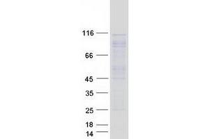 Validation with Western Blot (ARHGEF2 Protein (Myc-DYKDDDDK Tag))