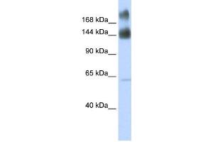 Western Blotting (WB) image for anti-Kinectin 1 (Kinesin Receptor) (KTN1) antibody (ABIN2458912) (KTN1 Antikörper)