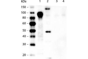 Western Blot of Mouse anti-6X HIS Tag Antibody. (TrueBlot® Immunoprecipitation and Western Blot Kit for 6X HIS Epitope Tag)