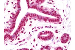 Anti-NFYC antibody IHC staining of human breast. (NFYC Antikörper  (AA 408-458))