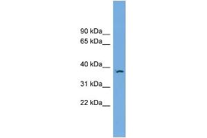 WB Suggested Anti-FKBPL Antibody Titration: 0. (FKBPL Antikörper  (N-Term))