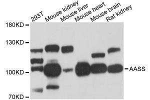 Western blot analysis of extracts of various cell lines, using AASS antibody (ABIN6291563) at 1:3000 dilution. (AASS Antikörper)