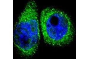 Immunofluorescence (IF) image for anti-Cytochrome P450, Family 7, Subfamily B, Polypeptide 1 (CYP7B1) antibody (ABIN3003910) (CYP7B1 Antikörper)