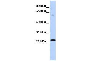 ZNF460 antibody used at 0. (ZNF460 Antikörper  (N-Term))