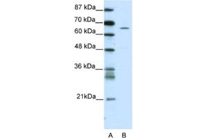 Western Blotting (WB) image for anti-Zinc Finger Protein 205 (ZNF205) antibody (ABIN2461698) (ZNF205 Antikörper)
