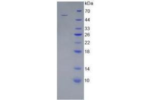 SDS-PAGE analysis of Mouse WNT10A Protein. (WNT10A Protein)