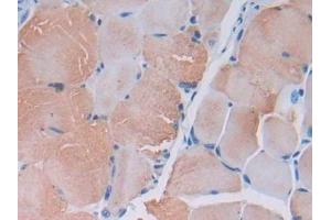 DAB staining on IHC-P; Samples: Mouse Skeletal muscle Tissue (MYLK2 Antikörper  (AA 330-548))