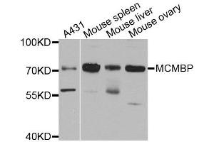 Western blot analysis of extracts of various cell lines, using MCMBP antibody. (MCMBP Antikörper  (AA 1-240))