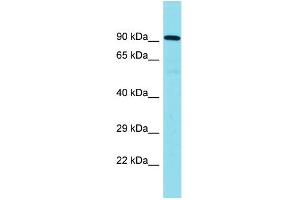 Host: Rabbit Target Name: CNOT10 Sample Type: Placenta lysates Antibody Dilution: 1. (CNOT10 Antikörper  (C-Term))