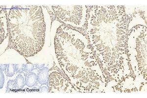 Immunohistochemical analysis of paraffin-embedded rat testis tissue. (DNMT3B Antikörper  (AA 1-80))
